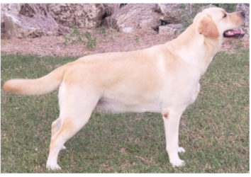 Sh. Ch. Zinzara Darcy’s Delight C.D.