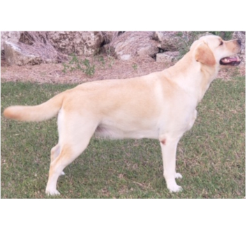 Sh. Ch. Zinzara Darcy’s Delight C.D.