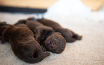 THE BARBADOS KENNEL CLUB’S ALL BREEDS CHAMPIONSHIP SHOW RESULTS 1990 – 1999