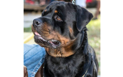 Ch. Monifa Black Maximus