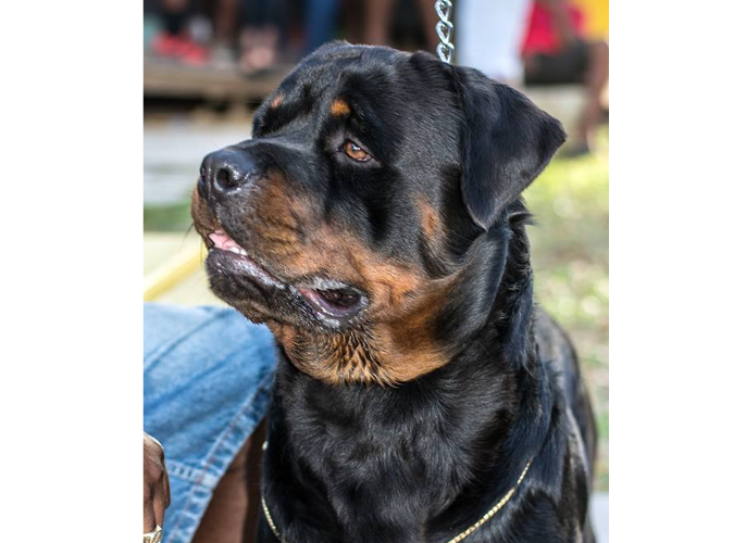 Ch. Monifa Black Maximus