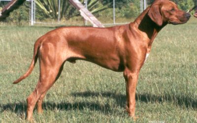 Ch. Zipitdedoda by Crownridge CD