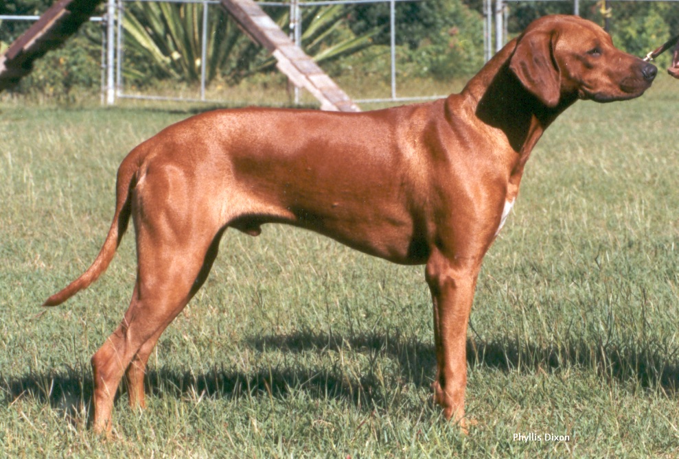 Ch. Zipitdedoda by Crownridge CD