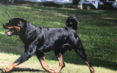 Ch. Juffther Dream Lover