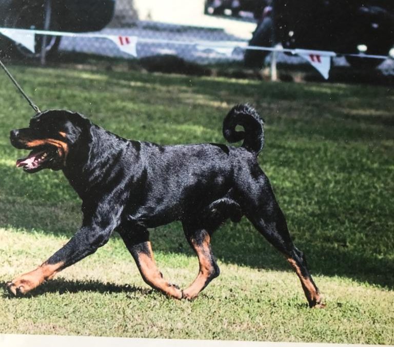 Ch. Juffther Dream Lover