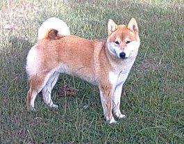 CH. CALICELESTI THE ONE N’ONLY AT MASSIMA