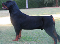 Ch. Borterra Stone Mason at Elthor