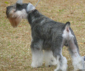 Ch. Risepark Pretty Smart Guy At Jamrock