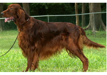 Sh.Ch. Fearnley Fire Storm of Moorlands C.D.