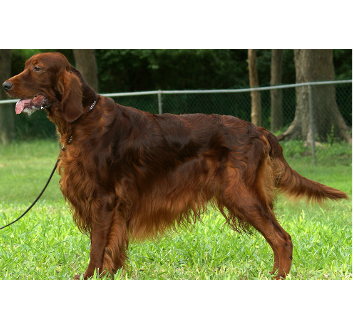 Sh.Ch. Fearnley Fire Storm of Moorlands C.D.