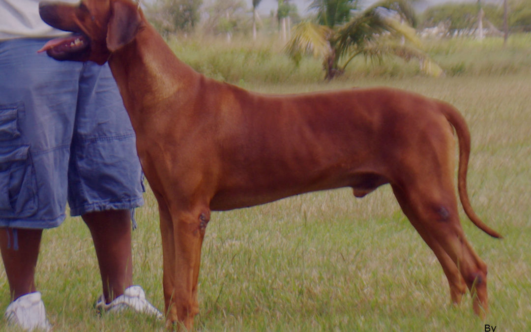 Ch. Crownridge Flash Forward