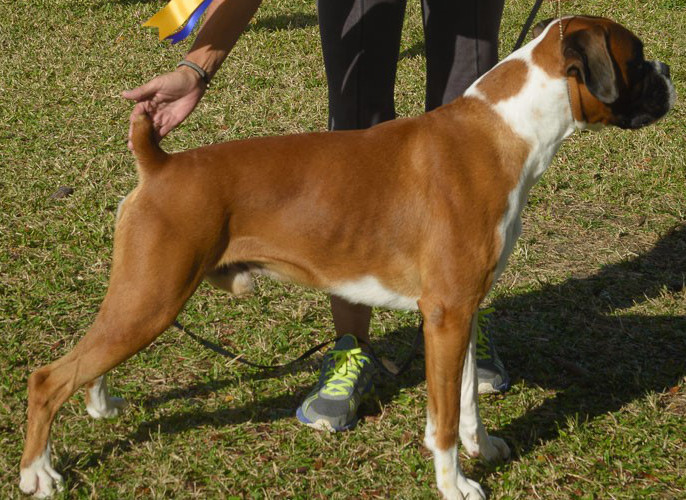 Ch. Sundial’s Sun God Apollo at Kaibo CD