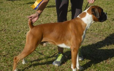 THE BARBADOS BOXER CLUB’S ALL BREEDS CHAMPIONSHIP SHOW RESULTS 1990 – 2001