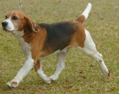 Ch. Dialynne Messenger