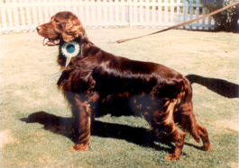 Sh.Ch. Fearnley Fireshooter of Wraysbury