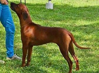 CH Celtic River Fizz CD, CDX