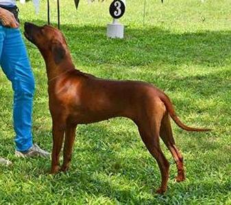 CH Celtic River Fizz CD, CDX