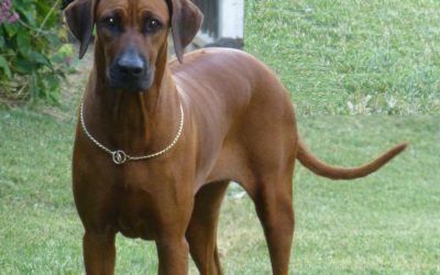 Ch. Crownridge Bubbalicious C.D.