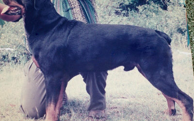 Ch. Sunrise Dusty of Greenwood