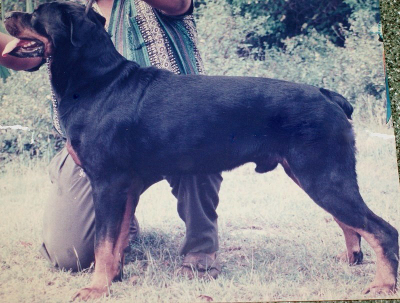 Ch. Sunrise Dusty of Greenwood