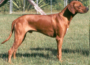 Ch. Zipitdedoda by Crownridge CD