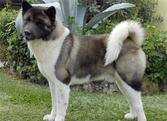 Ch. Barindi Superstar