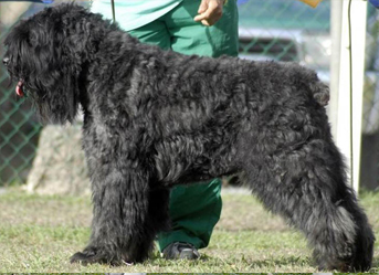 Ch. Calliope Rhapsody