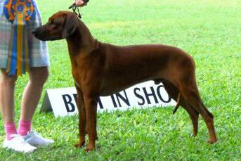 Crownridge Red Regent (AI)