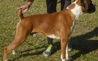 Ch. Sundial’s Sun God Apollo at Kaibo CD