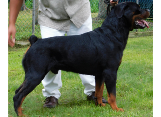 Ch. Monifa Black Maximus